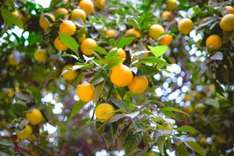 A tree with many oranges hanging from it. The oranges are ripe and ready to b Stock Photos