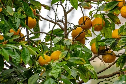 A tree with many oranges hanging from it Foto stock