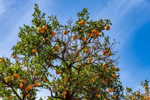 A tree with many oranges on it Stock Photos