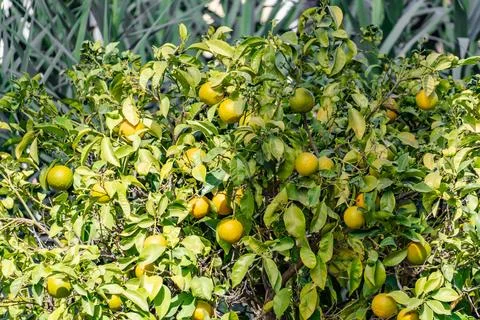 A tree with many oranges on it Stock Photos