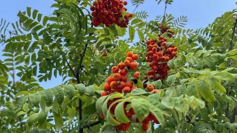 A tree with many red berries on it Stock Photos