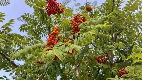 A tree with many red berries on it Stock Photos