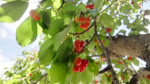 A tree with many red cherries hanging from it Stock Footage 277410460