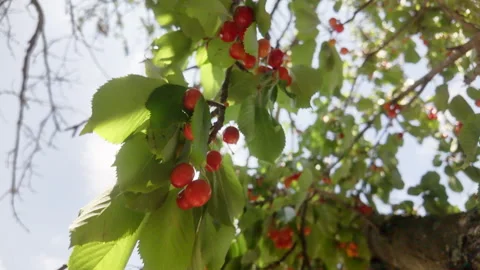 A tree with many red cherries on it Stock Footage 277410465