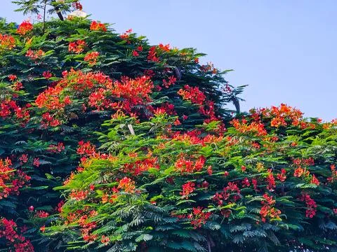 Tree with many red flowers in spring Stock Photos
