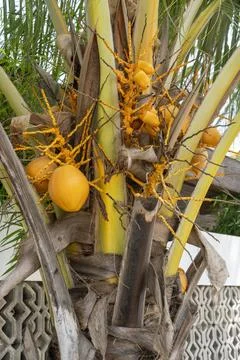 Tree with many yellow coconuts on it Stock Photos