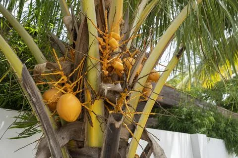 Tree with many yellow coconuts on it 스톡 사진