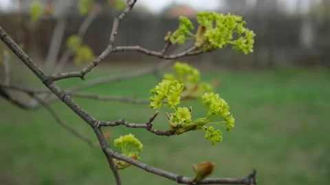 Tree maple flowering bud 1 4k25 200 Mbit sec Stock Footage 152913578
