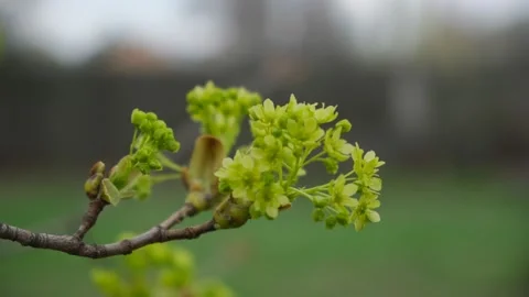 Tree maple flowering bud 2 4k25 200 Mbit sec Stock Footage 152913552
