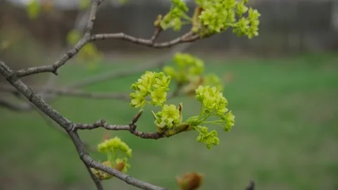 Tree maple flowering bud 3 4k25 200 Mbit sec Stock Footage 152913574