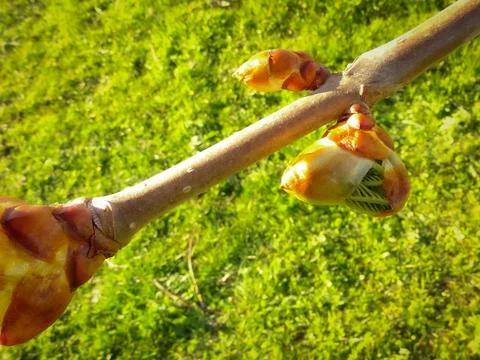 Tree, maple leaf buds bloom. Foto stock