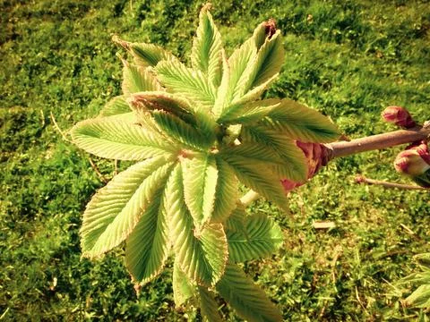 Tree, maple leaf buds bloom. Foto stock