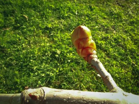 Tree, maple leaf buds bloom. Foto stock