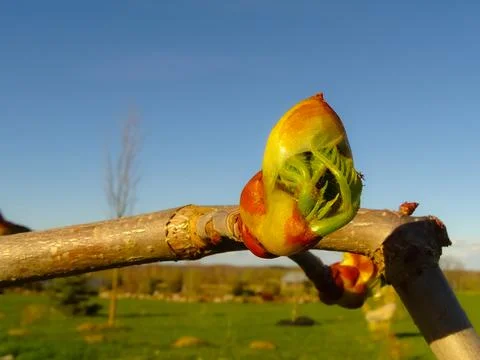Tree, maple leaf buds bloom. Foto stock