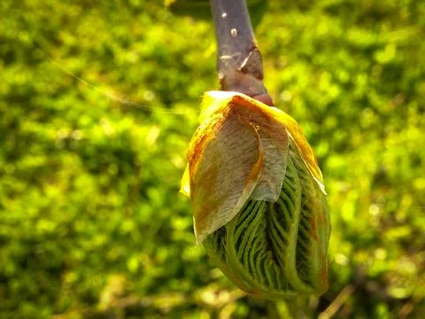 Tree, maple leaf buds bloom. Foto stock