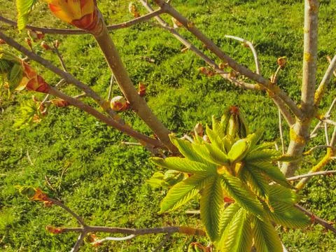 Tree, maple leaf buds bloom. Foto stock