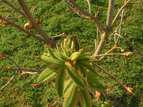 Tree, maple leaf buds bloom. Stock Photos
