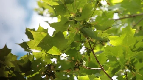 Tree maple leaf with wind Stock Footage 113095043