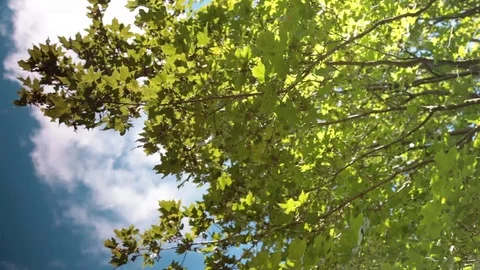 Tree maple wind rotation true Stock Footage 113094947