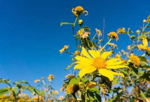Tree marigold with blu sky backgound, mexican tournesol, mexican sunflower . Stock Photos
