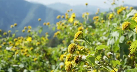 Tree Marigold  , Mexican sunflower Stock Footage 172287708