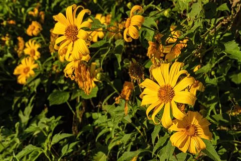 Tree Marigold or Maxican Sunflower which has yellow color bloom on the tree Stock Photos