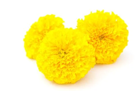 Tree marigold Stock Photos