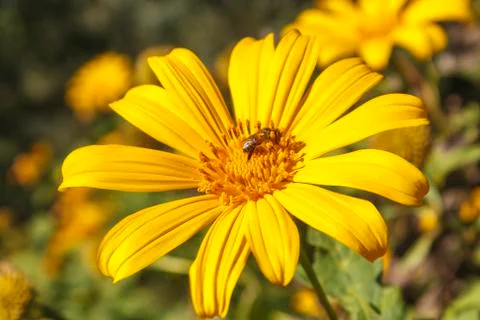 Tree marigold Stock Photos