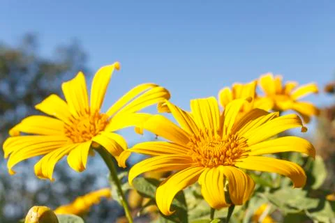 Tree marigold Stock Photos