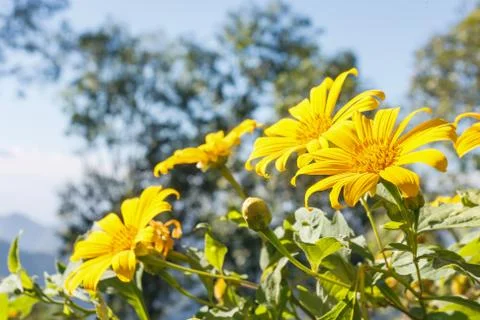 Tree marigold Stock Photos