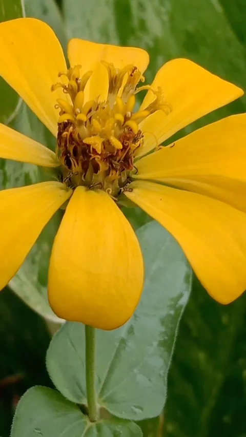 Tree Marigold (Tithonia diversiflora) 스톡 동영상 208635420