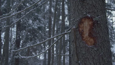 Tree with mark from beaver 스톡 동영상 102906712