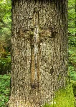 Tree mark Foto stock