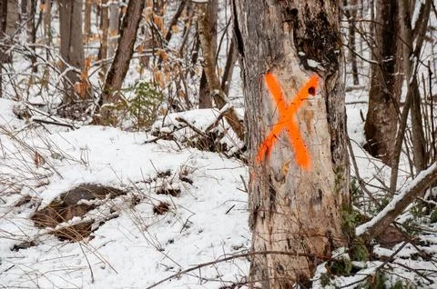 A tree marked with a bright orange 'X' in a snowy forest Stock Photos