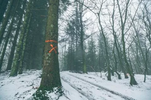 Tree marked for forestry in a misty forest Stock Photos
