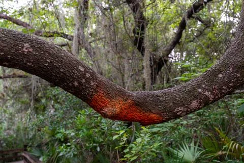Tree marked with orange paint Foto stock