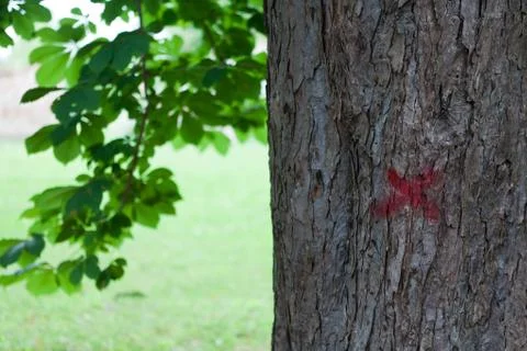 Tree marked with red paint Stock Photos