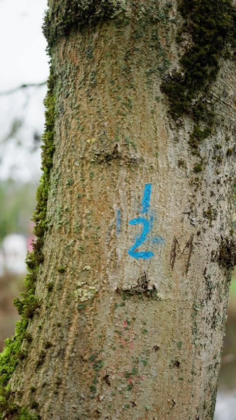 Tree marking details, mosscovered tree with boundary indicator, rustic forest Stock Footage 322170858