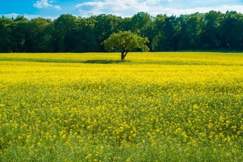 Tree on Meadow 2 Stock Photos