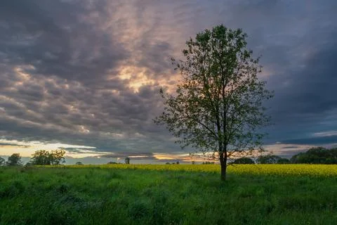 A tree in the meadow and the evening clouds after sunset Stock Photos