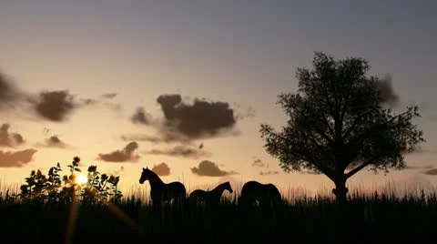 Tree on meadow and horses at sunset, time lapse clouds Stock-Footage 22033280