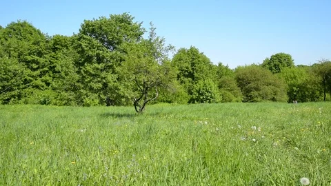 Tree on a meadow and a small forest in the background - a beautiful summer la Stock Footage 108775189