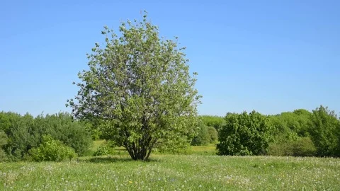 Tree on a meadow and a small forest in the background - a beautiful summer la Stock Footage 108775212