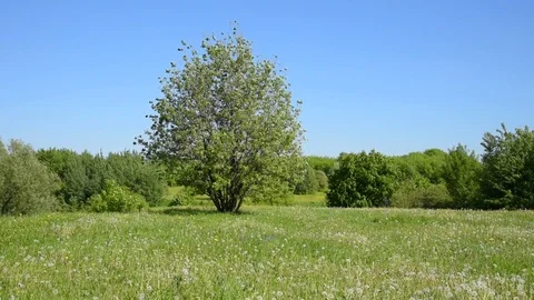 Tree on a meadow and a small forest in the background - a beautiful summer la Stock Footage 108775220