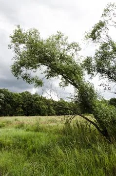  Tree in the meadow on a cloudy day. Summer landscape. Stock Photos
