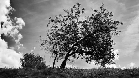 Tree on the meadow with cloudy sky in black and white Stock Photos
