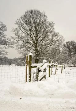 A tree in meadow covered with snow a crispy cold winter day. Picture from Hoor Stock Photos