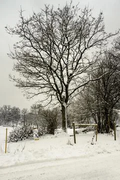 A tree in meadow covered with snow a crispy cold winter day. Picture from Hoor Stock Photos