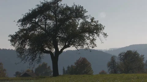 Tree on meadow Stock Footage 881709