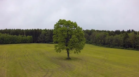 Tree on a meadow Stock Footage 39657822